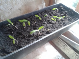 Semis de tomates précoces (Tigerella) en février et au chaud... pour une culture sous serre