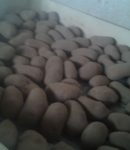 Plants (tubercules) de pommes de terre : gros ou petits ? 20150218_123200