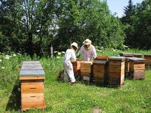 Une ruche dans mon jardin ? Apiculteurs au travail (crédit : http://www.unaf-apiculture.info/)