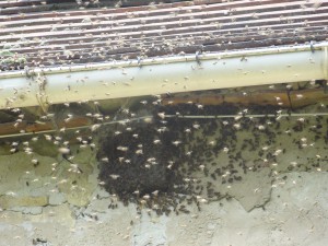 ruche dans mon jardin - Essaim sauvage s'installant dans un mur, chez moi...