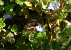 Abeille dans véronique petit-chêne