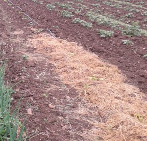 Ces plants de courgettes ont été paillés trop tôt. Ils sont eu du mal à se développer et ont produit beaucoup moins que ceux paillés 3 semaines plus tard...
