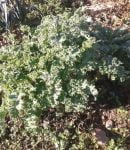 Le Kale, Légume Santé ! culture du chou kale