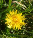 Plantes engrais : guide complet pour nourrir naturellement votre potager Le pissenlit fait partie des plantes engrais parmi les plus riches en éléments minéraux