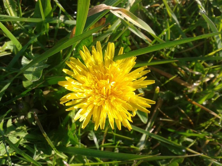 Le pissenlit fait partie des plantes engrais parmi les plus riches en éléments minéraux