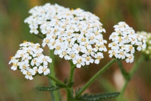 achillée millefeuilles, plante riche en potasse et soufre
