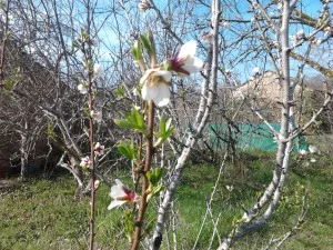 Amandier en fleur