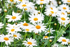Camomille, plante fertilisante riche en calcium.