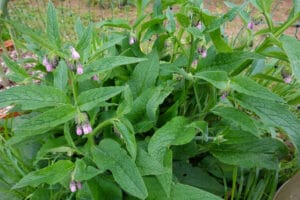 Consoude, une plante engrais riche en potasse, phosphore, azote, oligo-éléments