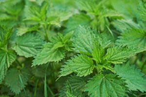 Ortie, plante engrais riche en azote