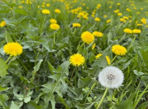 plante fertilisante riche en potasse, calcium et phosphore