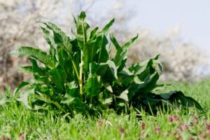 Rumex, plantes engrais riches en azote/phosphore/potasse.