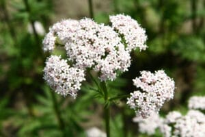 Valériane, plante engrais riche en phosphore