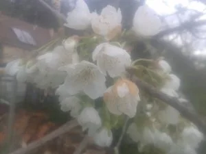 Belle floraison d'un cerisier