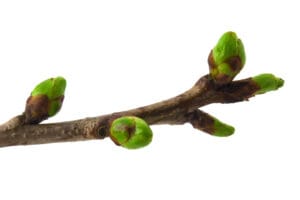 Bourgeons arrondis de cerisier