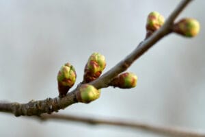 Bourgeons arrondis de pommier