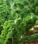 culture du chou kale