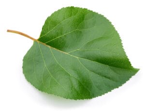 Feuille d'abricotier