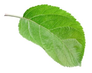 Feuille de pommier