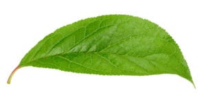 Feuille de prunier