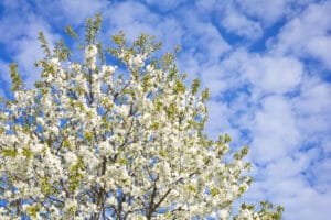 Floraison caractéristique du cerisier