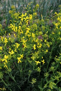 Choux kale montés en fleurs
