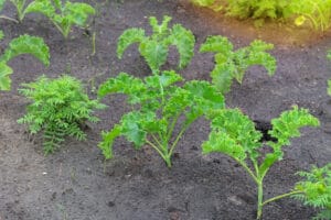 Plantation de choux kale au potager bio