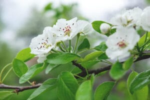 Poirier en fleurs