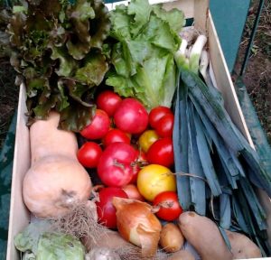 Quand récolter les légumes ?