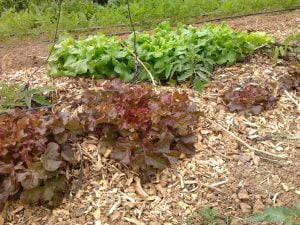 Des techniques naturelles adaptées à vos conditions de jardinage