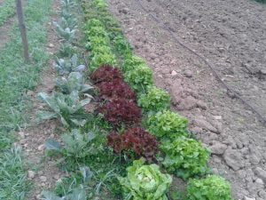 Fertilisation bio salades et choux