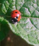 Les Introductions d'auxiliaires au Potager Les auxiliaires au potager