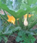 Recette Crumble de courgette Recette crumble de courgette
