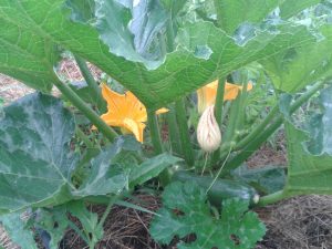 Recette crumble de courgette