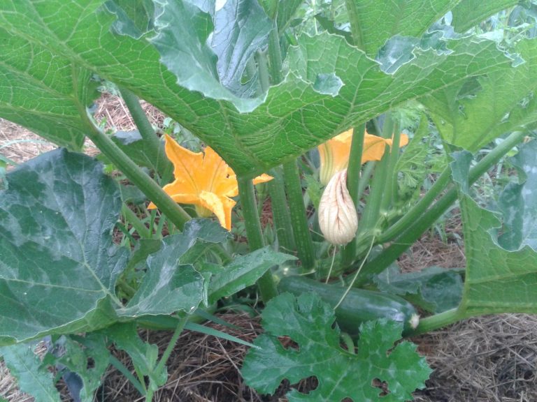 Recette crumble de courgette