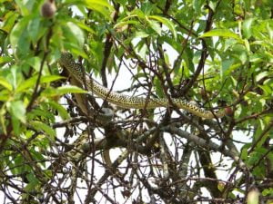 couleuvre dans un arbre