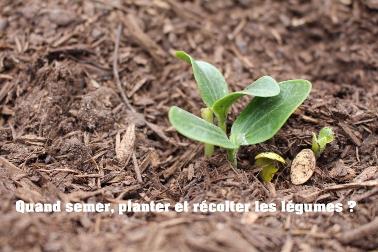 Planification cultures - Quand semer, planter et récolter les légumes ?