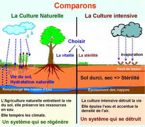 culture-naturelle-vs-culture-intensive