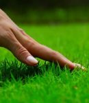 Prendre naturellement soin de sa pelouse belle-pelouse