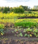 Est-il vraiment utile de faire des buttes en permaculture ? Buttes en permaculture