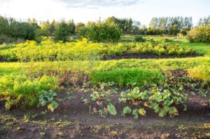 Buttes en permaculture