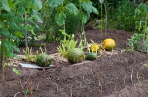 Buttes de permaculture constituées de compost