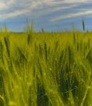 Fiche culturale : le seigle comme engrais vert et couvert végétal seigle, engrais vert et couvert végétal