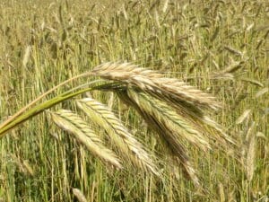 seigle en grain pour la consommation