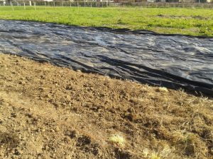 On redémarre de zéro : bâchage puis travail du sol à la Grelinette... paillage à suivre...