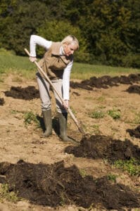 Epandage de fumier au potager en permaculture