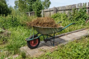 Fumier frais de vache prêt à être épandu au potager permacole.
