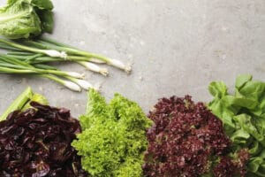 Récolte de salades fraîches au printemps