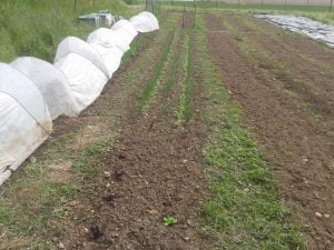Mon nouveau potager prend forme