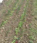 Comment identifier les semis (reconnaitre les pousses de légumes) Reconnaitre les pousses de légumes